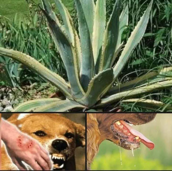 باولا پن